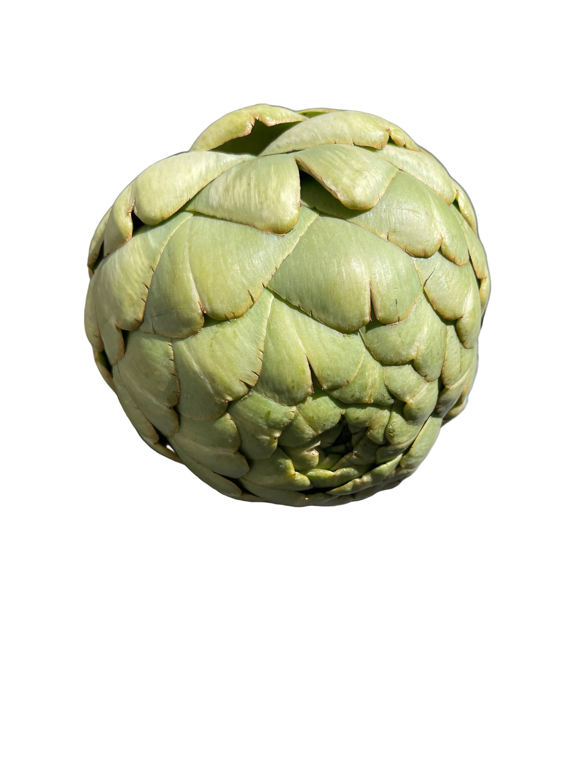 Artichoke