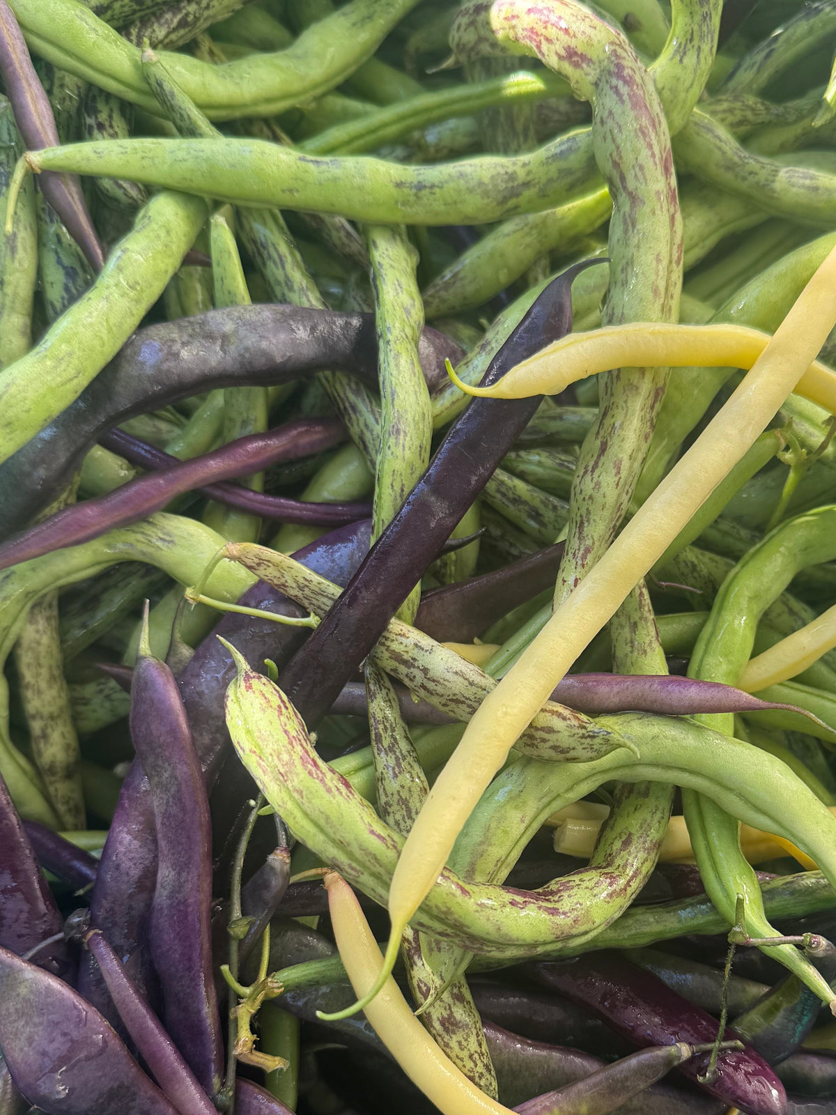 Green Beans (Bag)