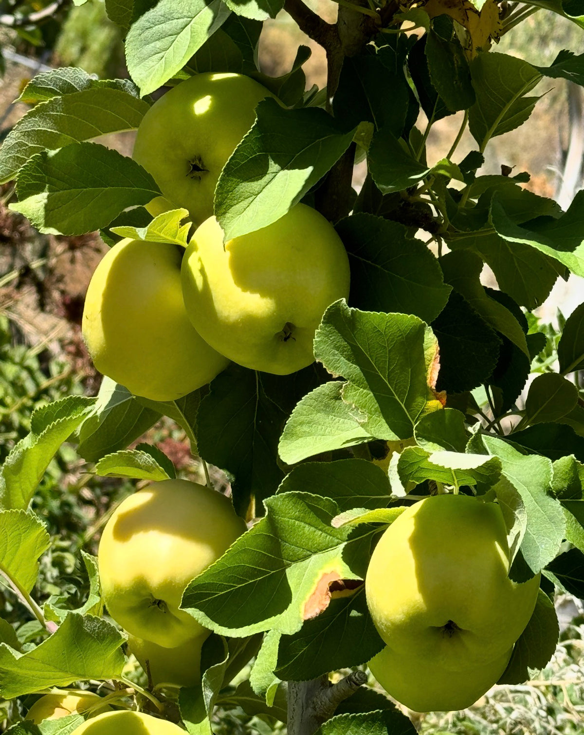 Golden Dorsett Apple 2 pack