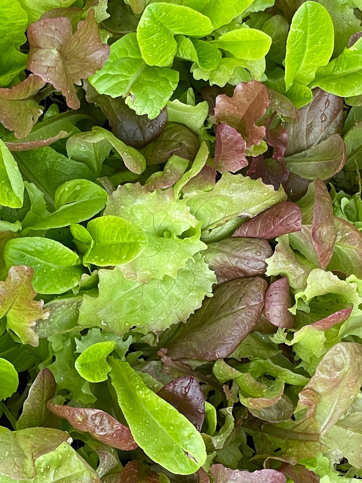 Mesclun Lettuce Mix Bag