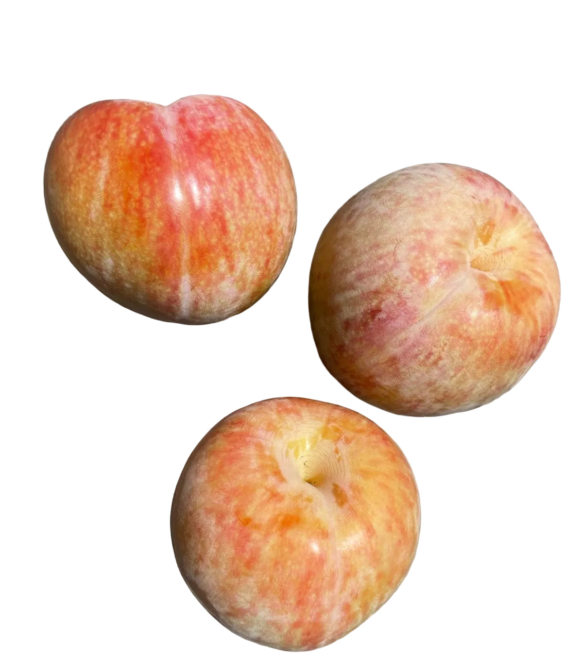 Dapple Dandy Plout