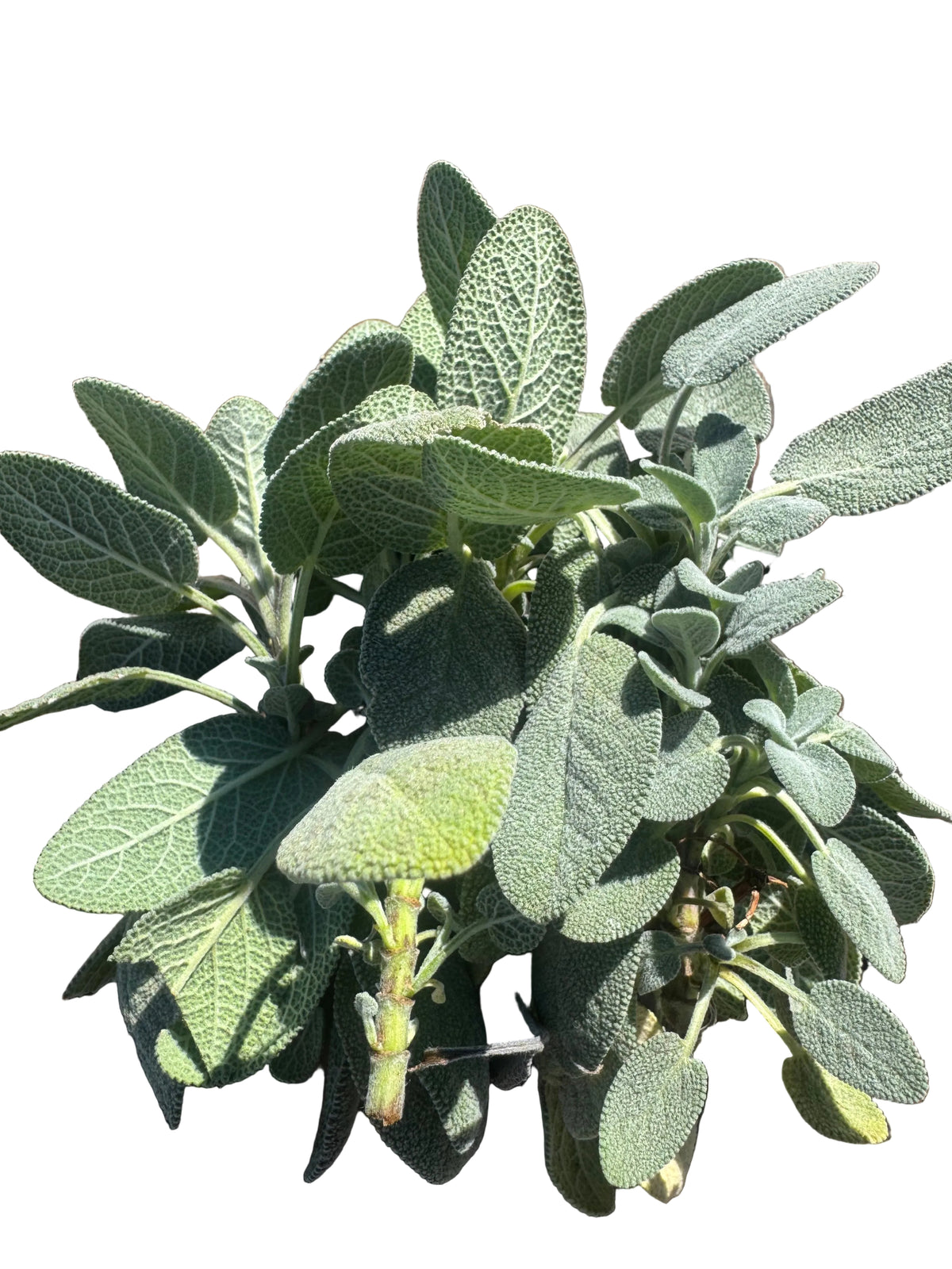 Culinary Sage Bunch