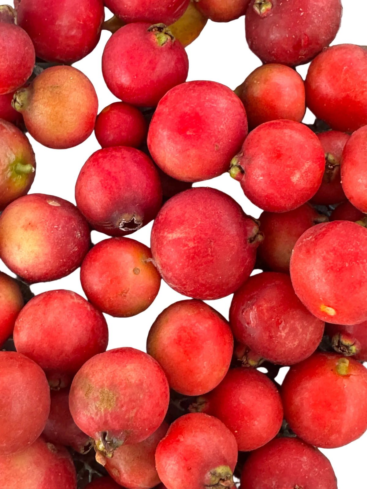 Strawberry Guava