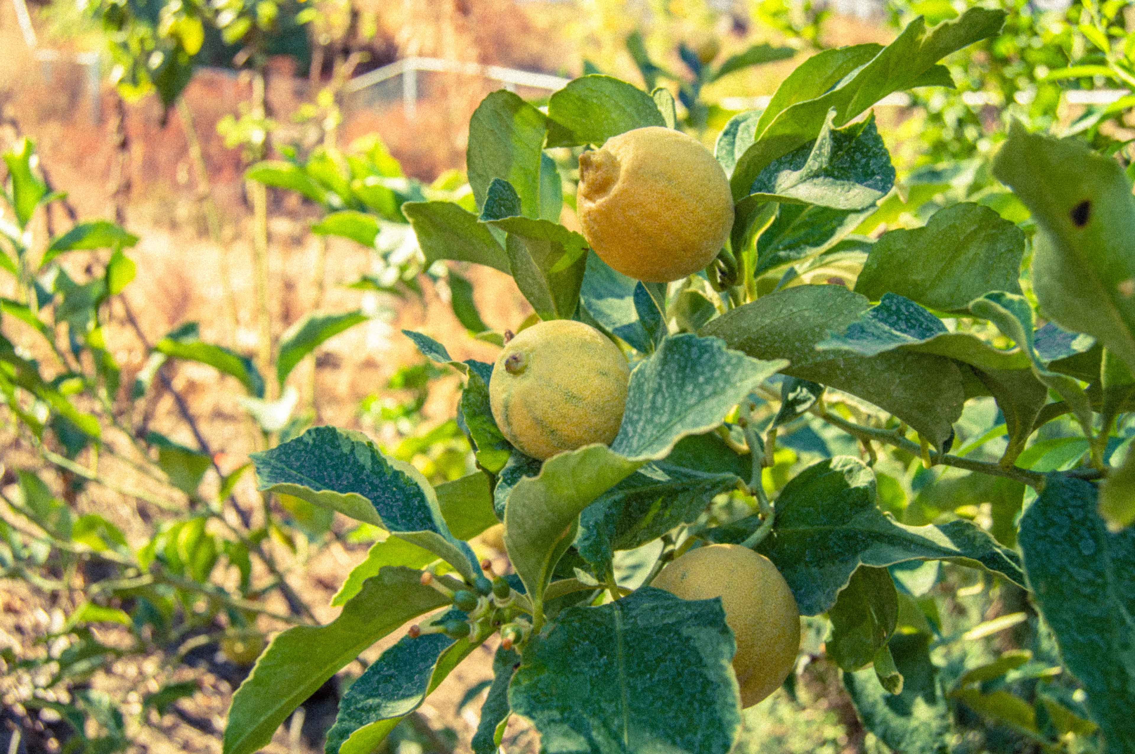 Agrotours & Farm Visits