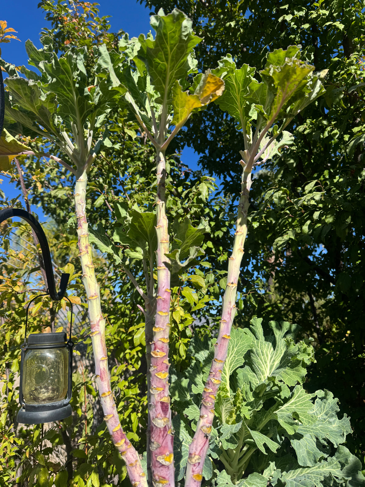 Organic Perennial Tree Collard Seeds