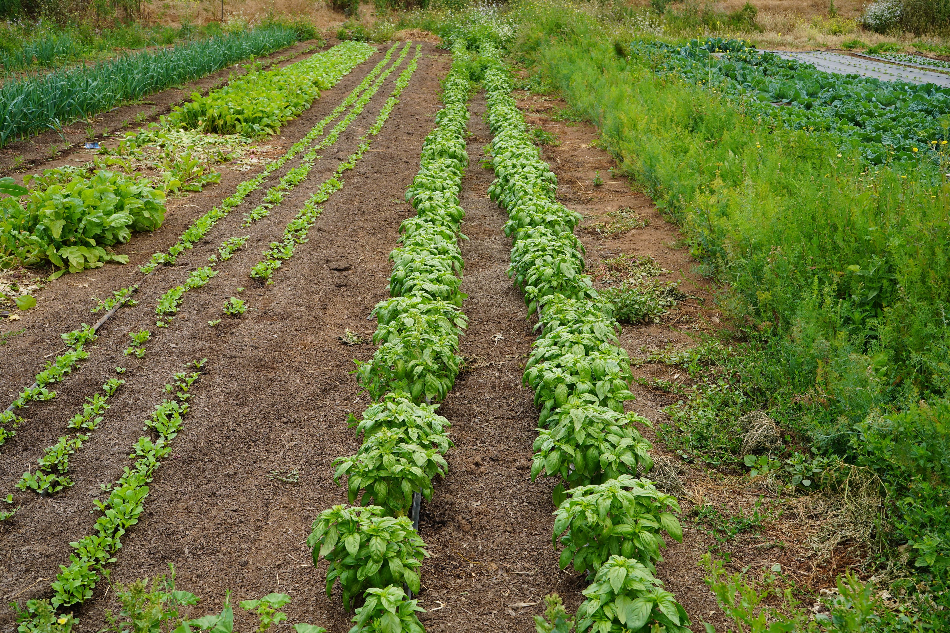California Black Farmer Initiative