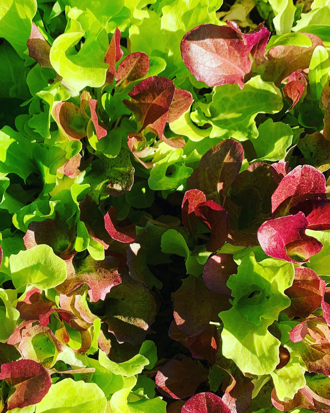 Mesclun Lettuce Mix Bag