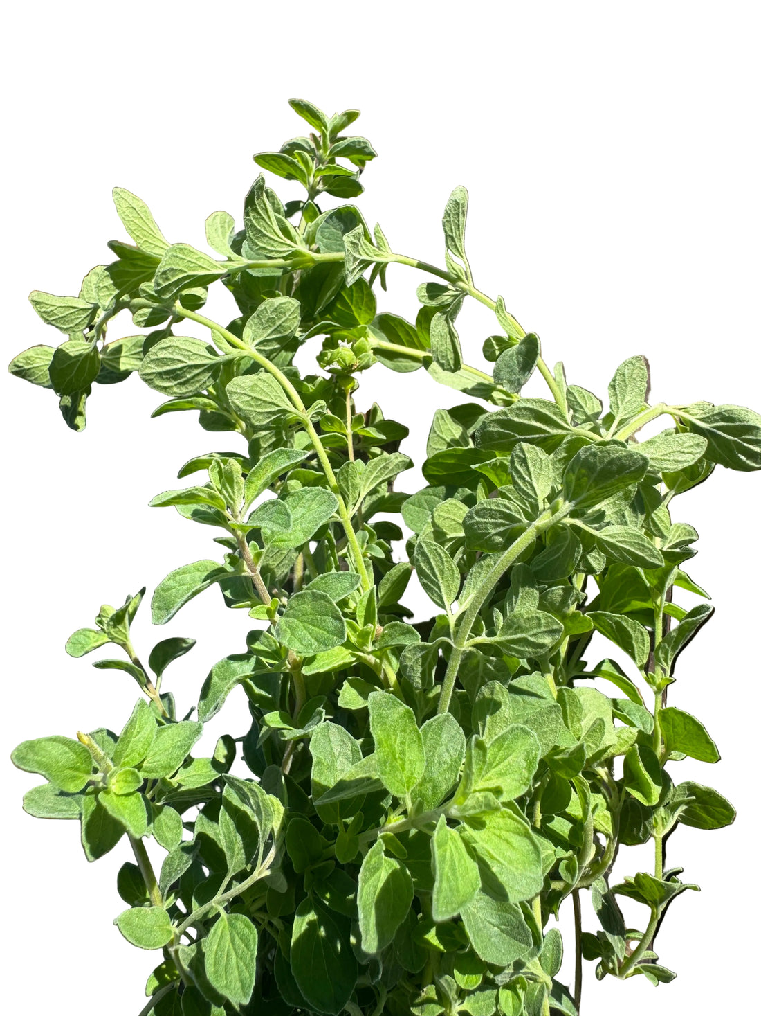 Oregano Bunch