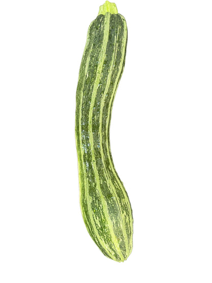 Zucchini