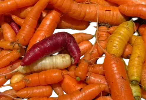Carrots Bunch