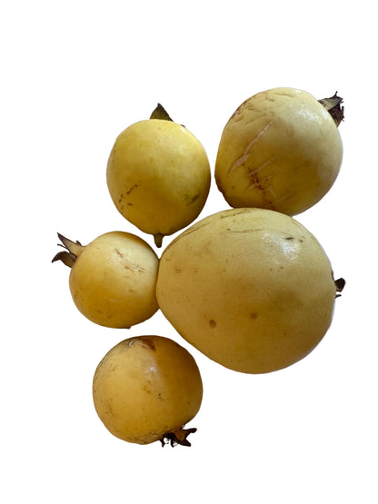 White Guava