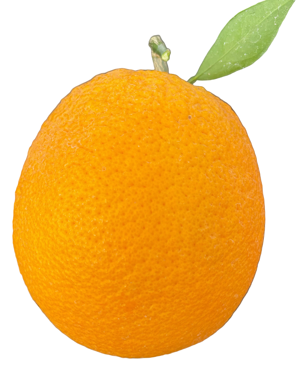 Navel Orange
