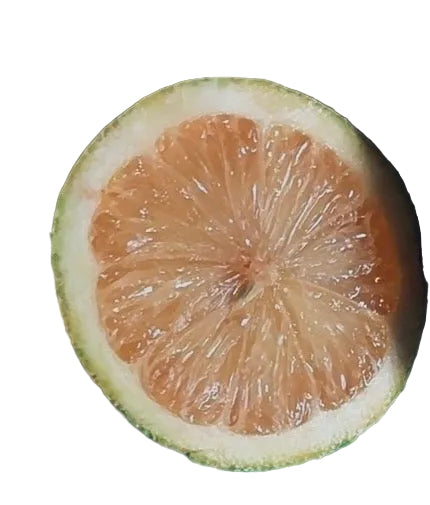 Pink Eureka Lemon