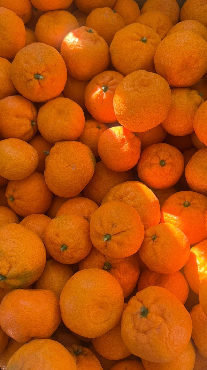Satsuma Mandarin 6 Pack