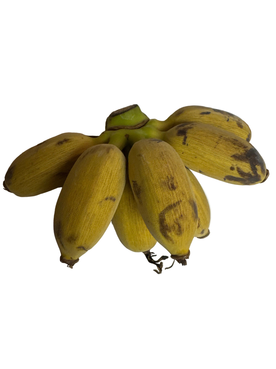 Blue Java (Ice Cream) Banana Bunch