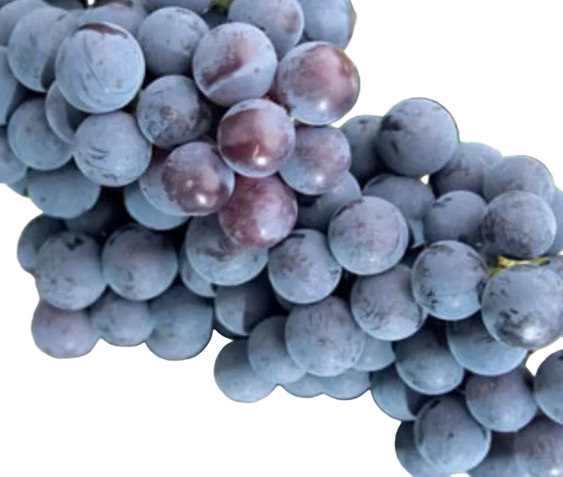 Concord Seeded Grape