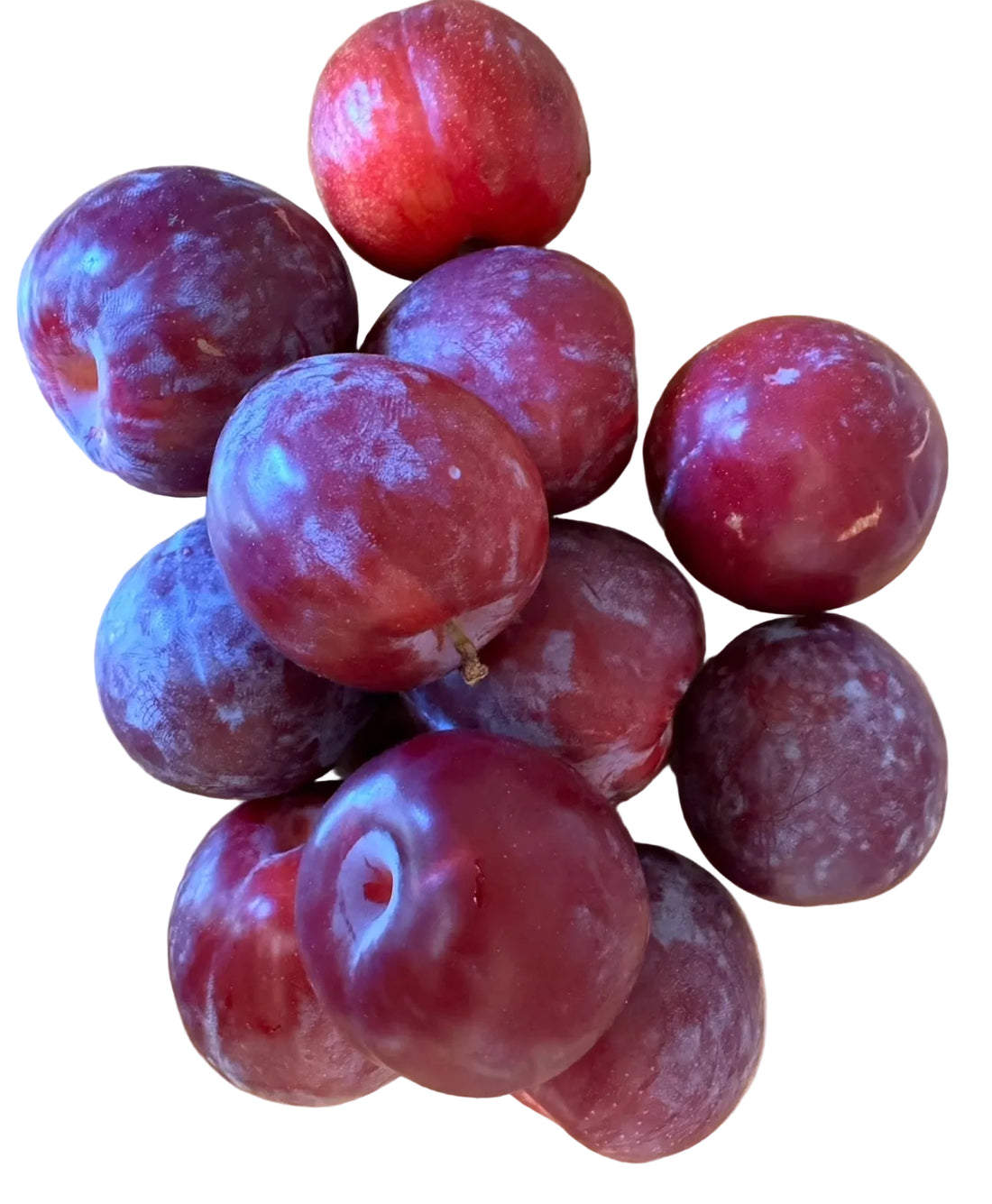 Santa Rosa Plum