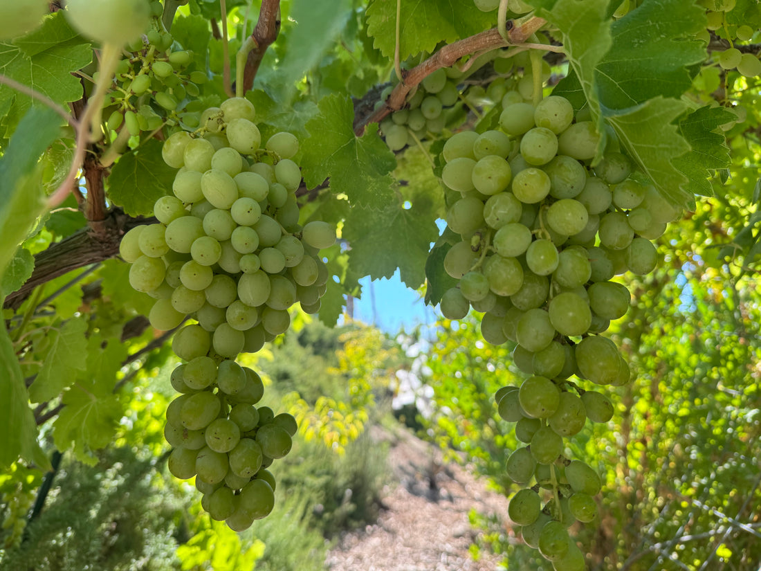 Princess Seedless Table Grape