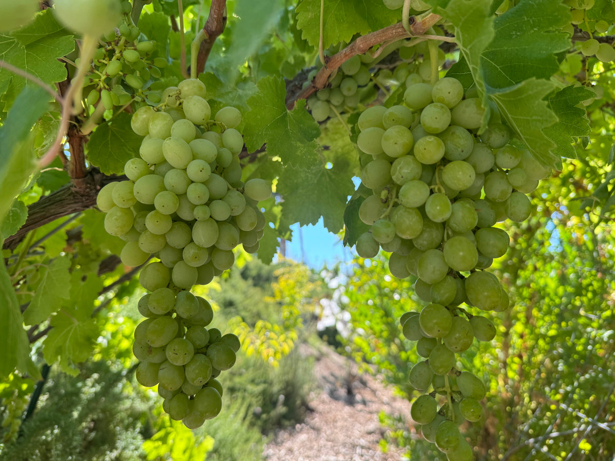 Princess Seedless Table Grape