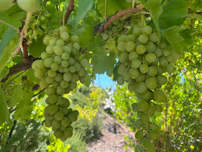 Princess Seedless Table Grape