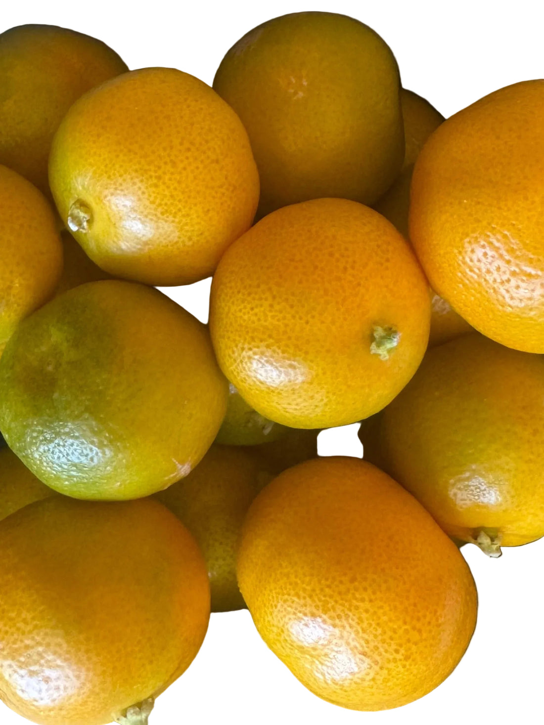 Calamondin