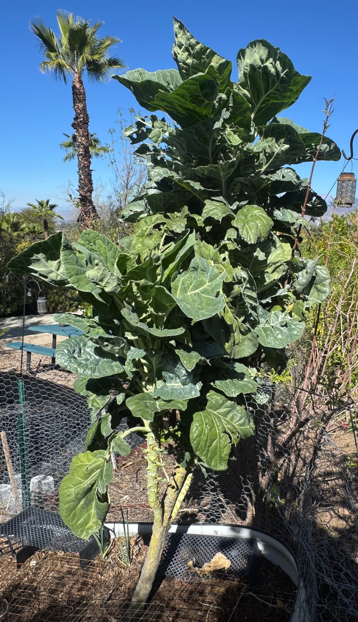 Organic Perennial Tree Collard Seeds