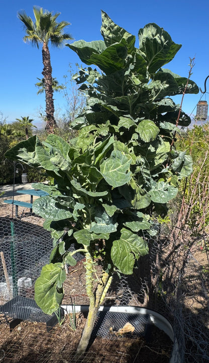Organic Perennial Tree Collard Seeds