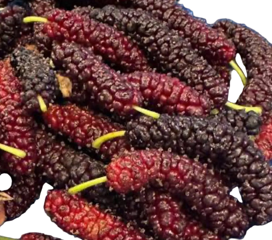 Pakistan Mulberries