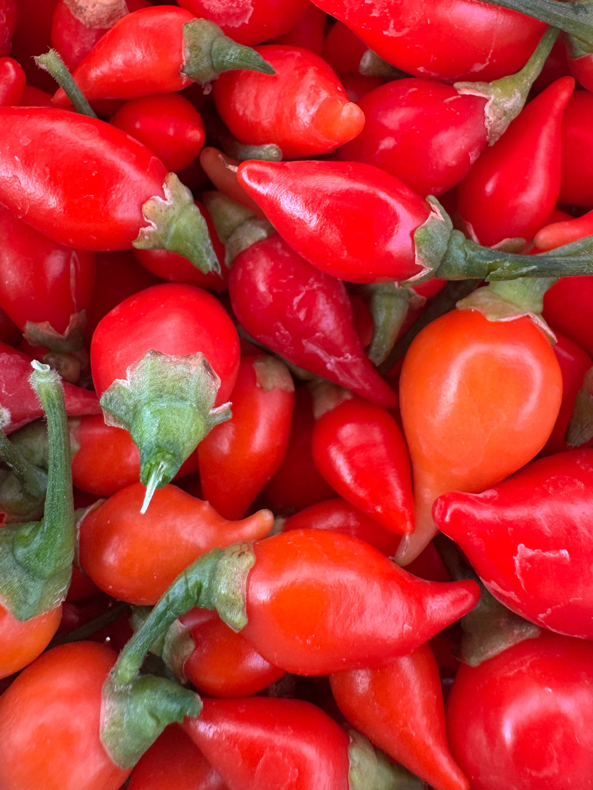 Biquinho Hot Pepper Pack