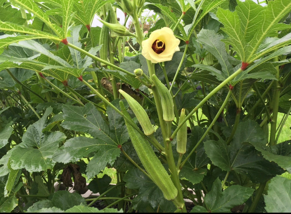 Organic Spineless Okra Seeds