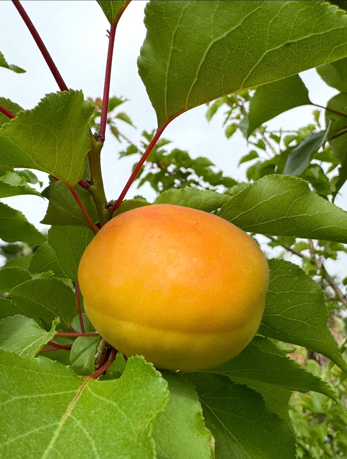 Apricot