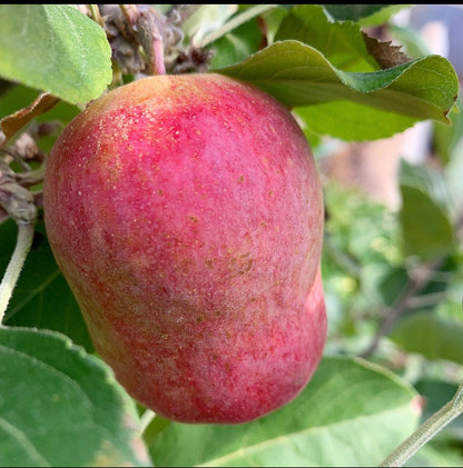 Anna Apple 2 pack