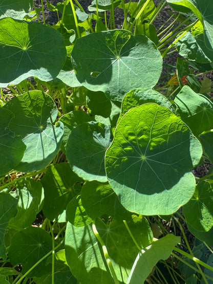 Nasturtium bag