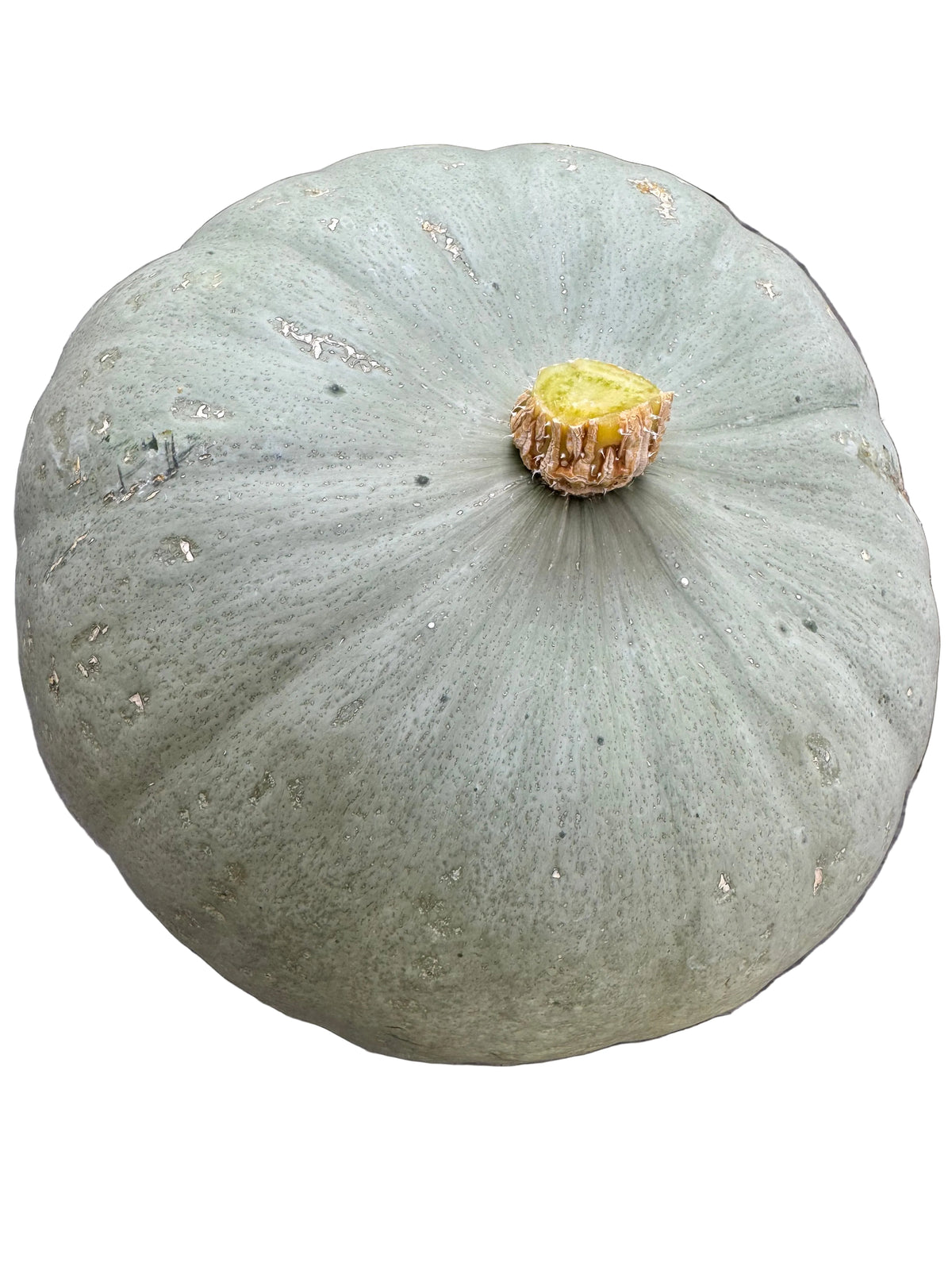 Sweet Meat Winter Squash