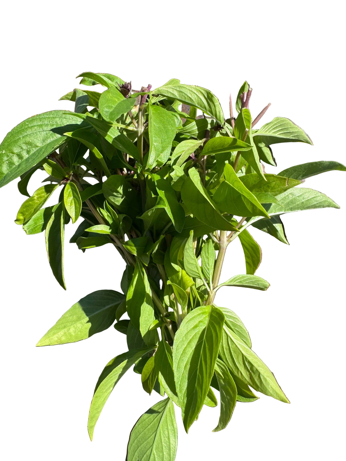 Basil Bunch