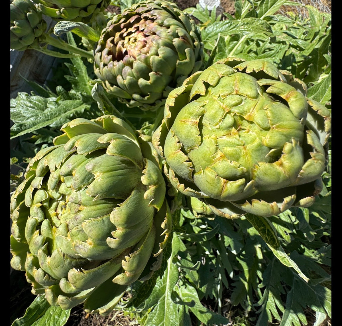 Artichoke