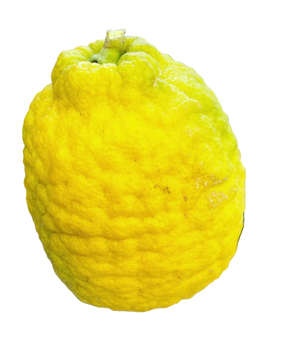 Ponderosa Lemon