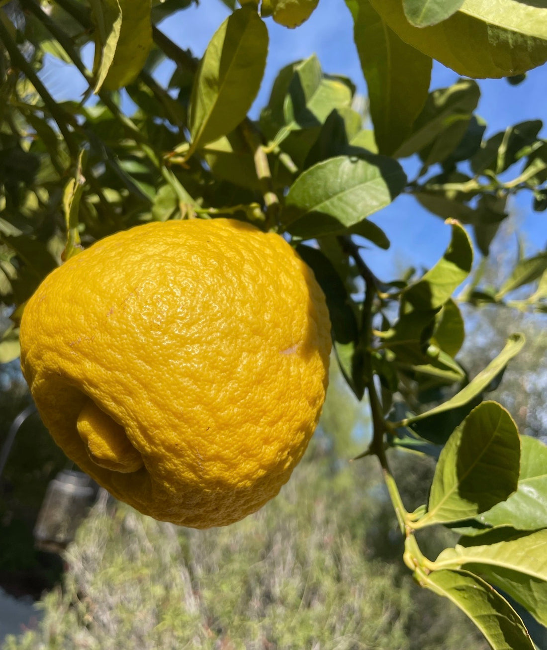 Ponderosa Lemon