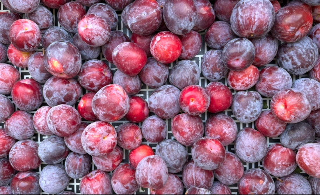 Santa Rosa Plum
