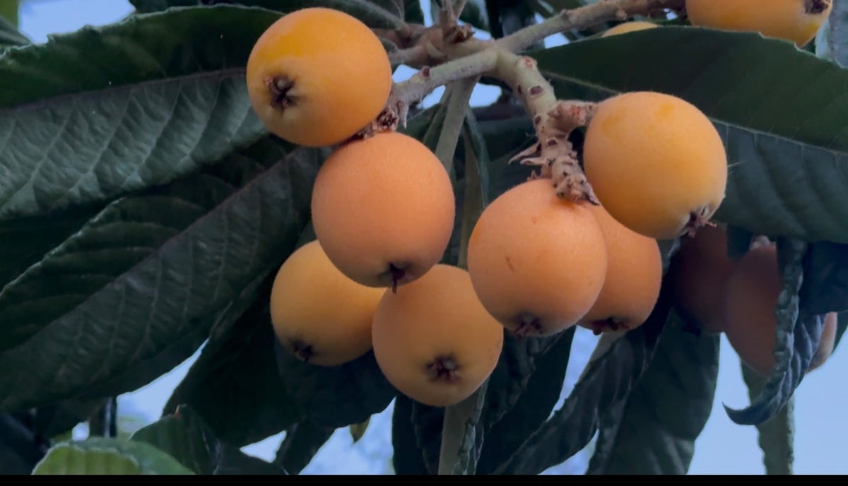 Loquat