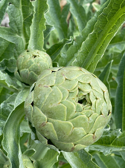 Artichoke