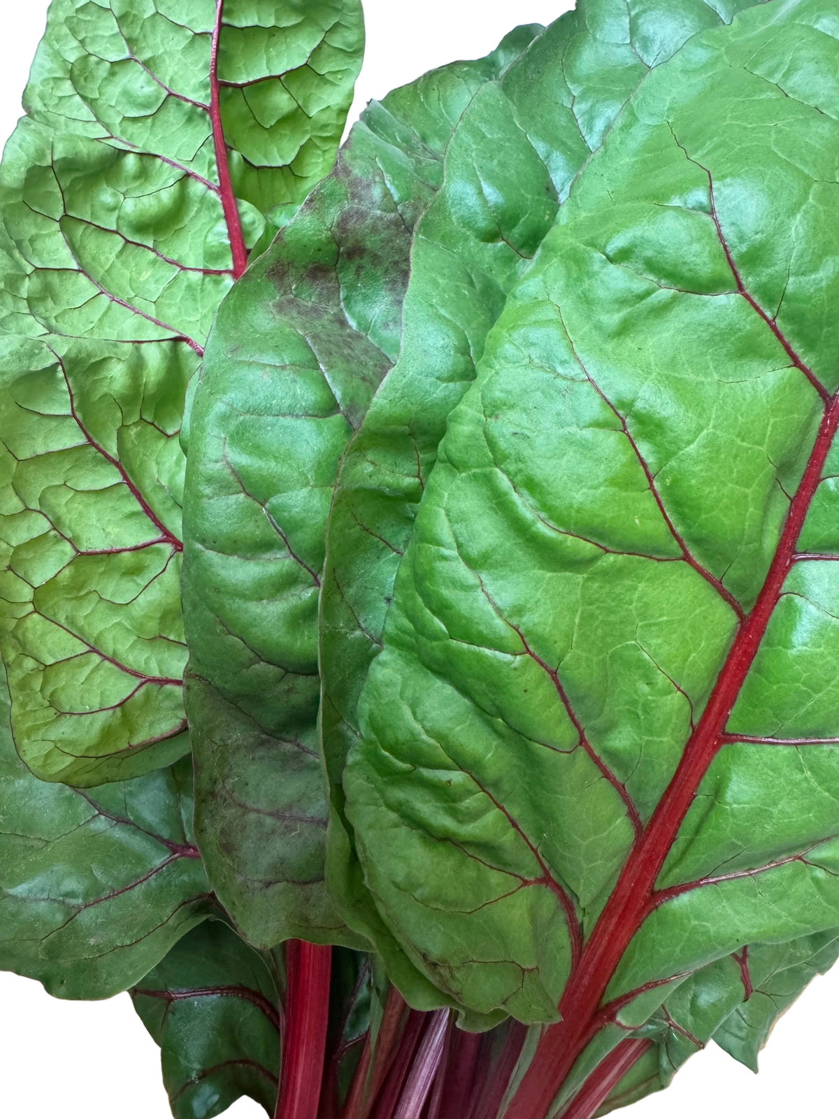 Chard Bunch