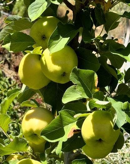 Golden Dorsett Apple 2 pack