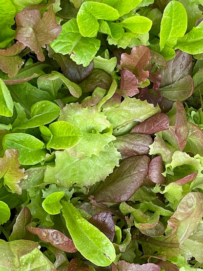 Mesclun Lettuce Mix Bag