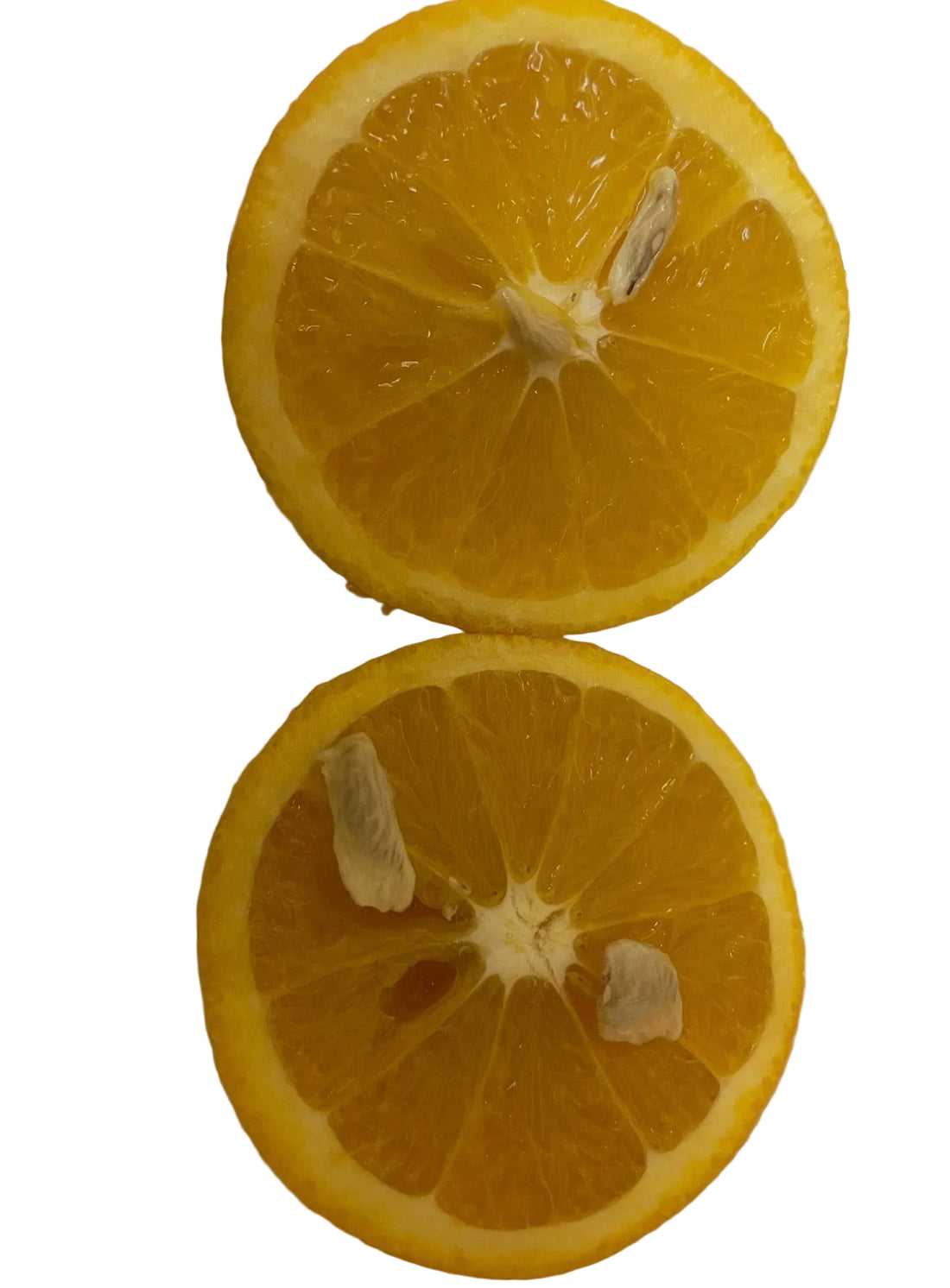 Valencia Orange