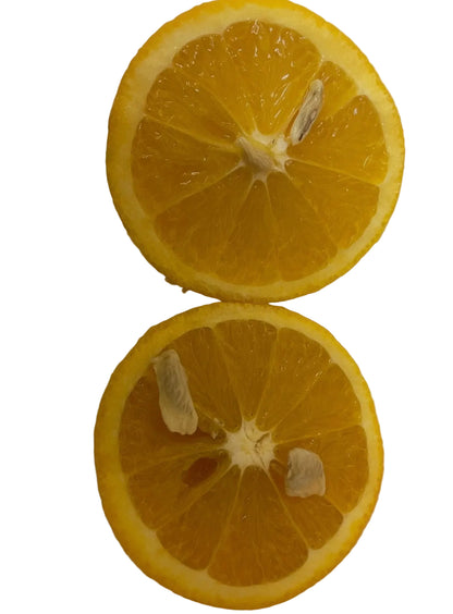 Valencia Orange
