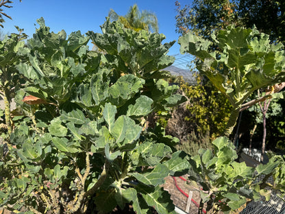 Organic Perennial Tree Collard Seeds