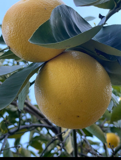 White Grapefruit