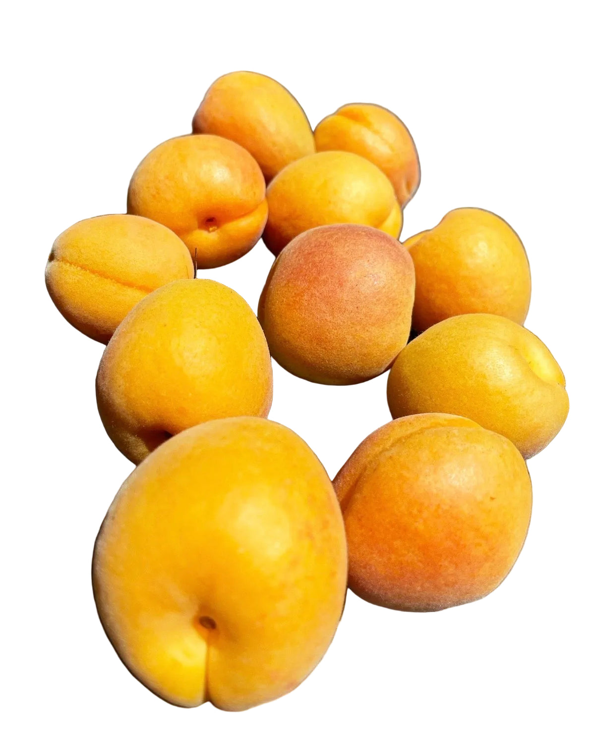 Apricot