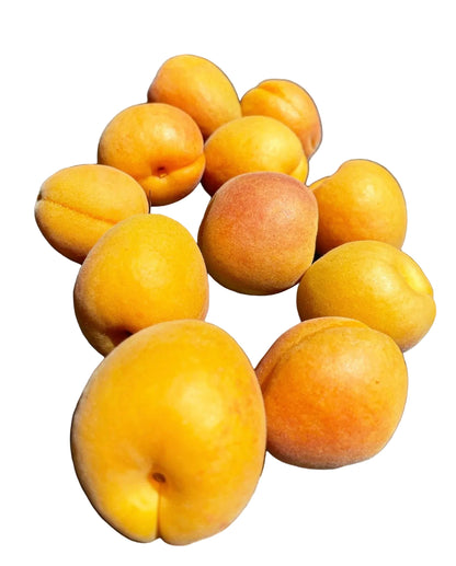 Apricot